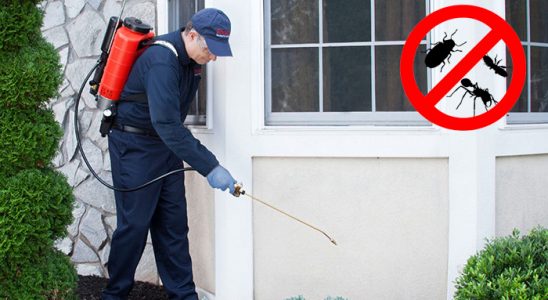 Kağıthane Uçan Haşere İlaçlama böcek ilaçlama ve haşere kontrolü — ilaclama-tr.com